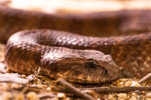 オーストラリアの看護師が得られる年収はどれくらいですか？