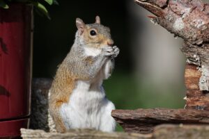 摂食嚥下リハの認定看護師になるためのステップは？
